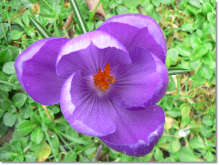 flowers 08-08-13 149.jpg