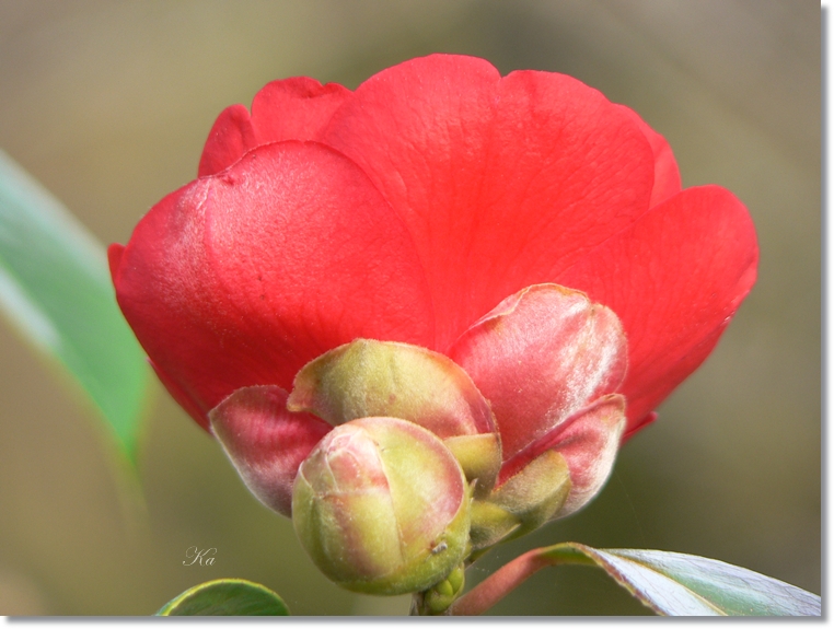 flowers 15-08-13 139.jpg