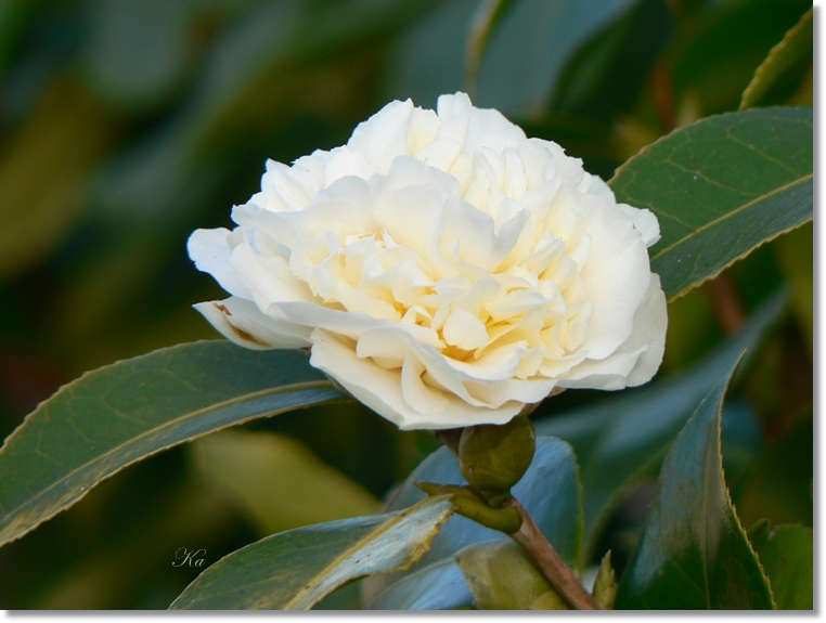 flowers 01-07813 195.jpg