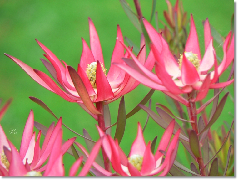 flowers 08-08-13 353.jpg