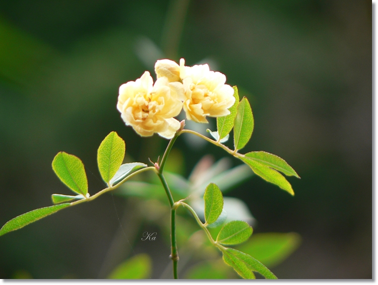 flowers 08-08-13 035.jpg