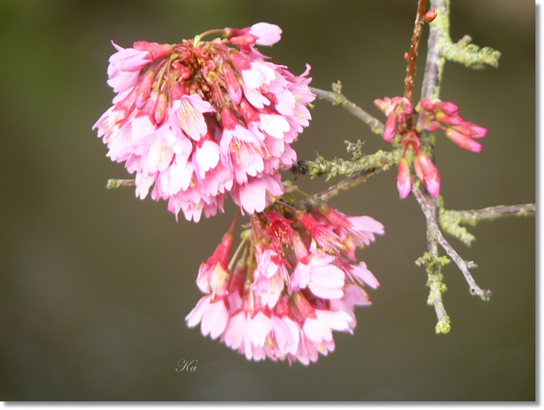 flowers 15-08-13 047.jpg