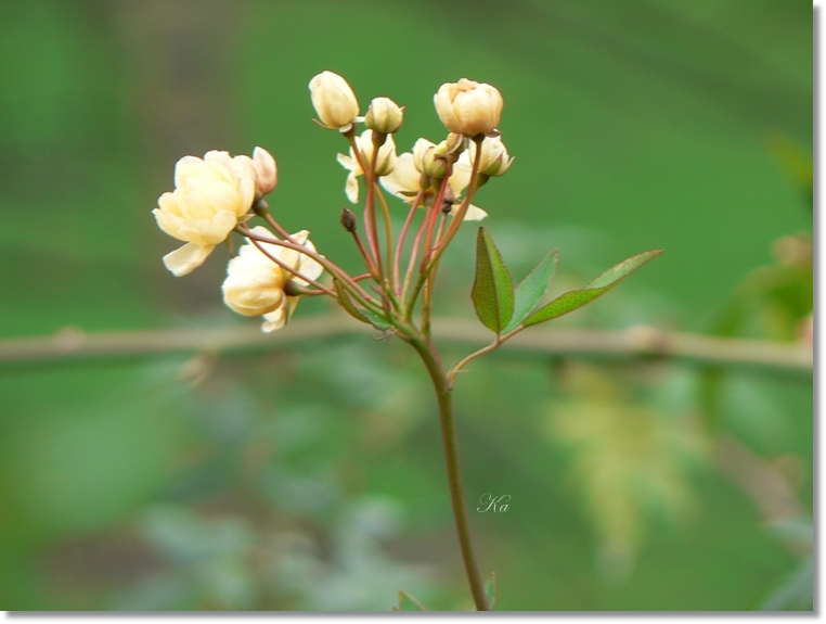 flowers 08-08-13 019.jpg