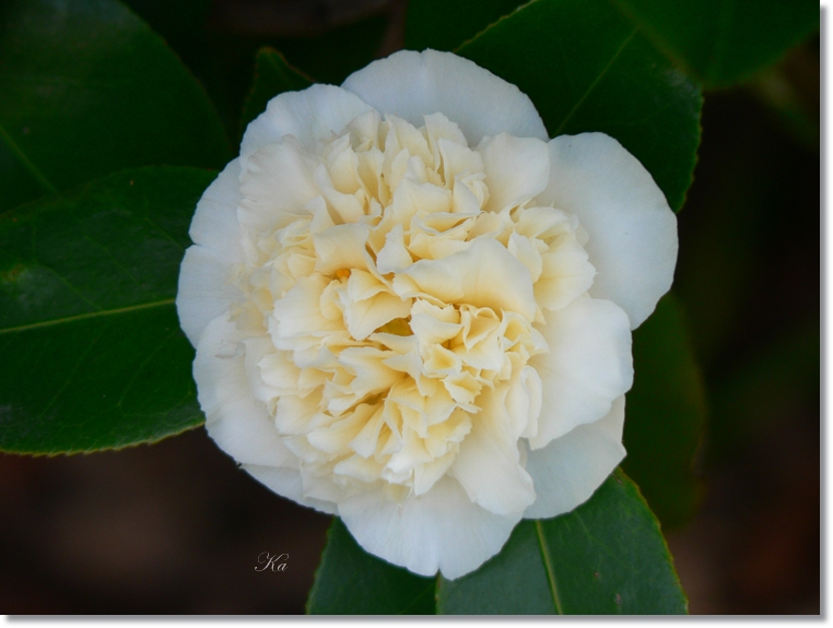 flowers 01-07813 205.jpg