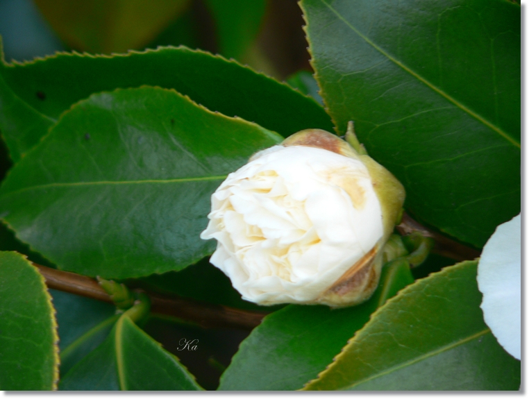 flowers 01-07813 212.jpg