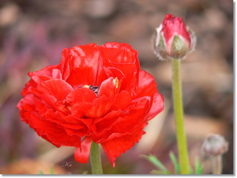 flowers 08-08-13 216.jpg