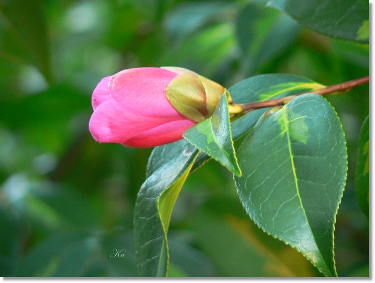 flowers 25-07-13 330.jpg