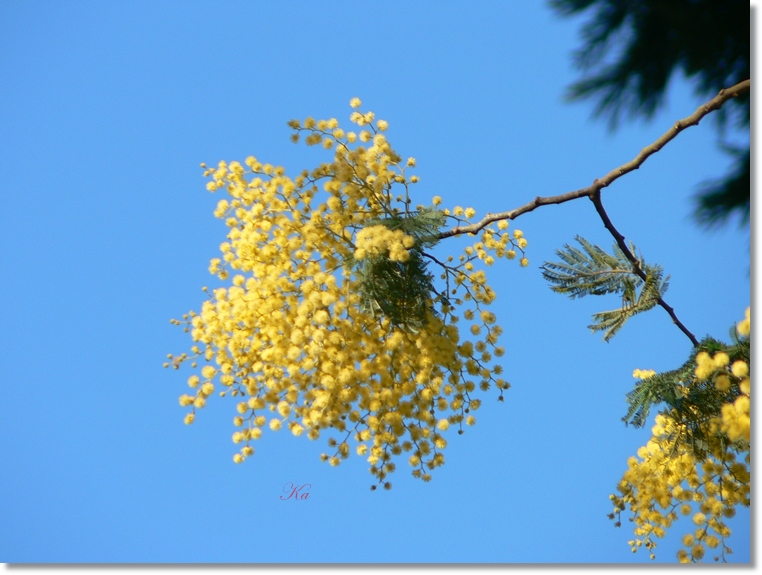 flowers 01-07813 068.jpg