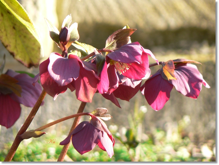 flowers 01-07813 172.jpg