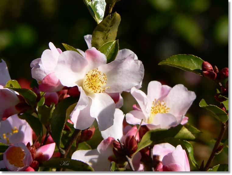 flowers 22-08-13 121.jpg