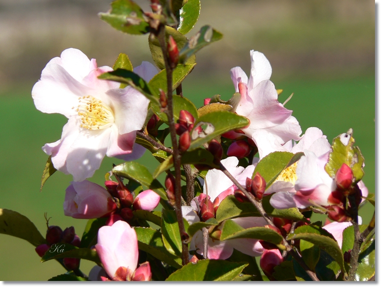 flowers 22-08-13 142.jpg