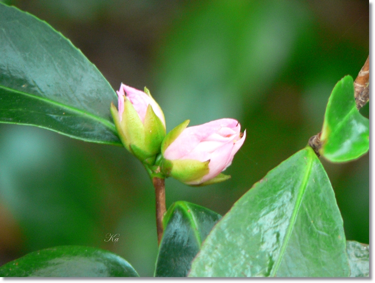 flowers 25-07-13 436.jpg