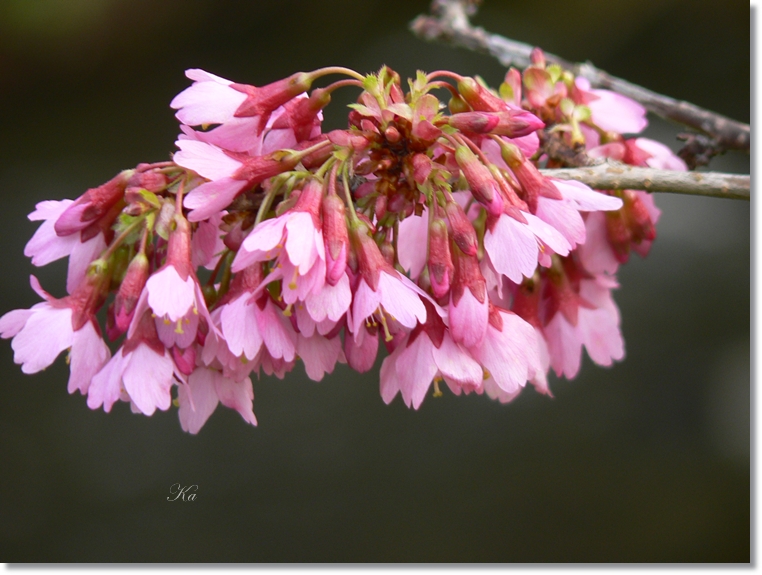 flowers 15-08-13 105.jpg