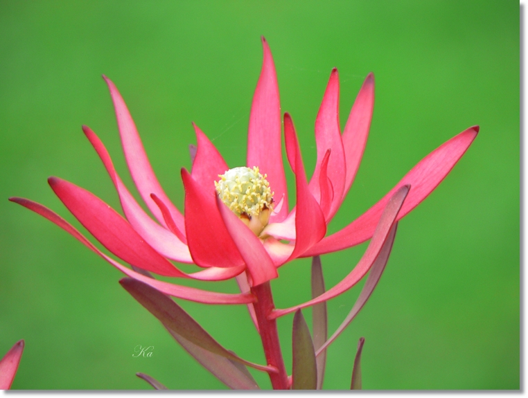 flowers 08-08-13 350.jpg