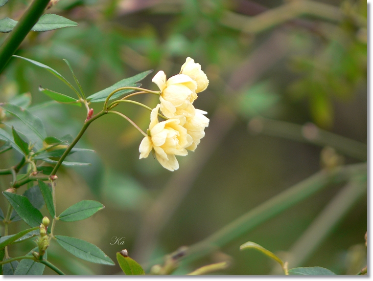 flowers 08-08-13 024.jpg