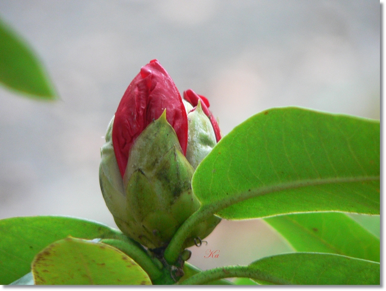 flowers 25-07-13 074.jpg