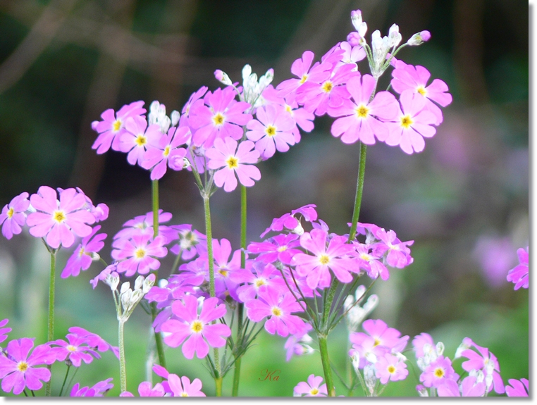 flowers 25-07-13 403.jpg