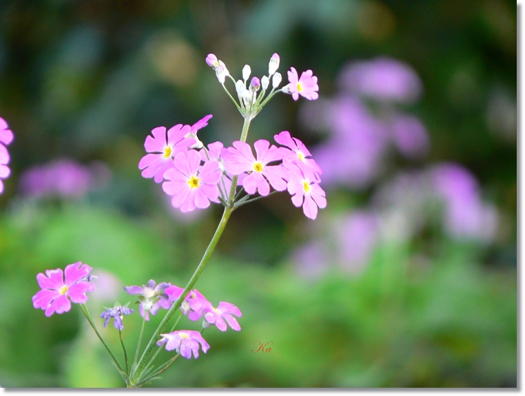 flowers 25-07-13 399.jpg