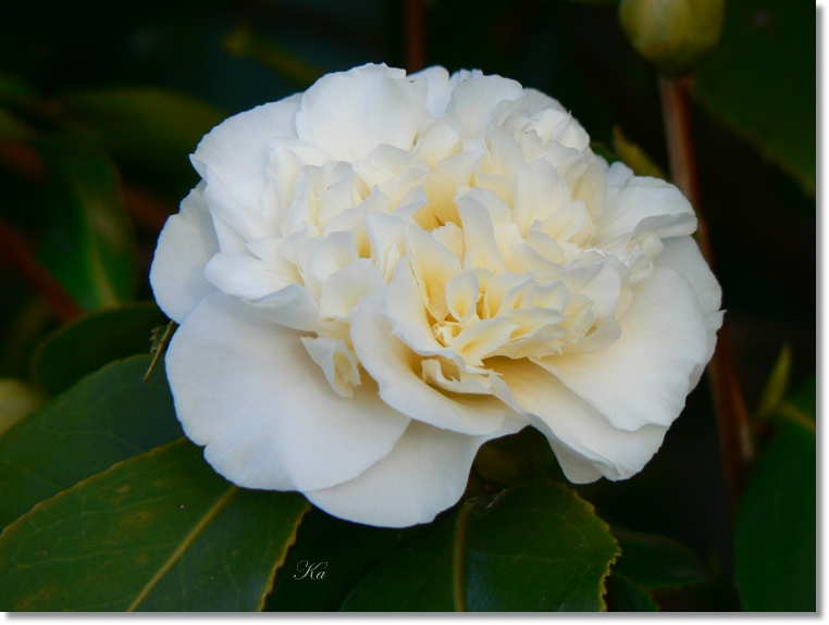 flowers 01-07813 196.jpg