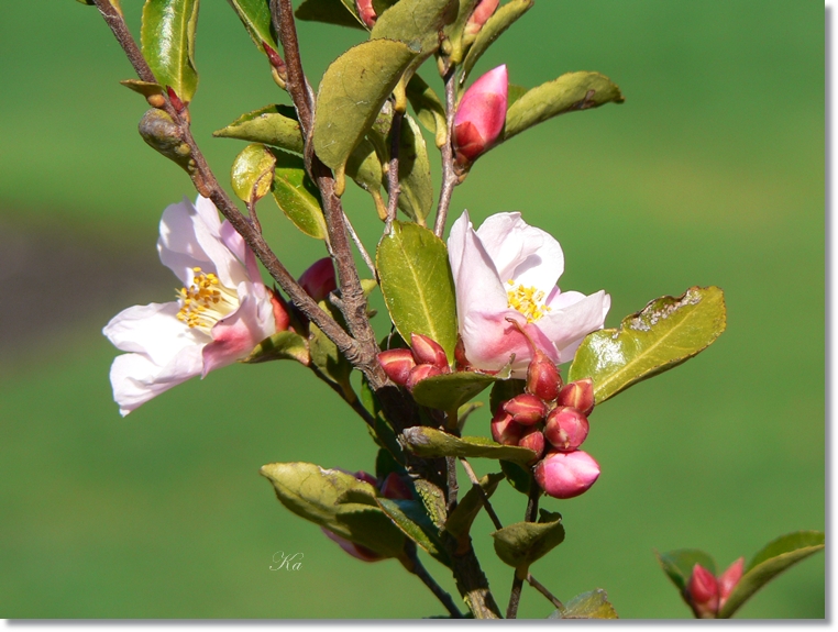 flowers 22-08-13 136.jpg