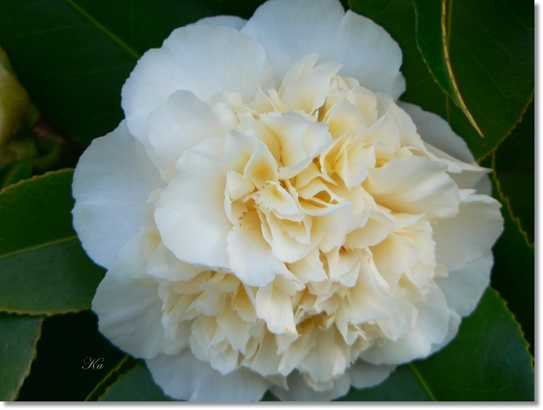 flowers 01-07813 204.jpg