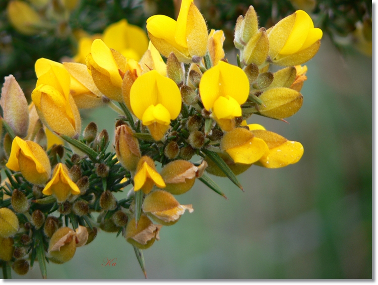 flowers 22-08-13 015.jpg