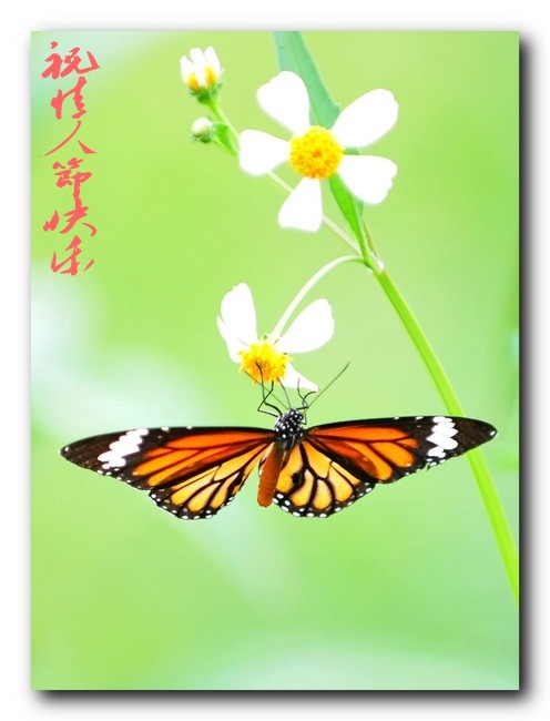 DSC_525011 (76)_conew1.jpg