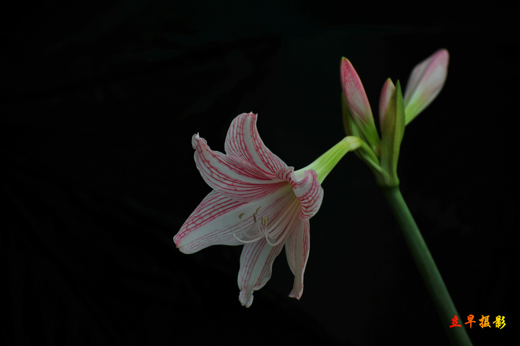 DSC_9260.JPG