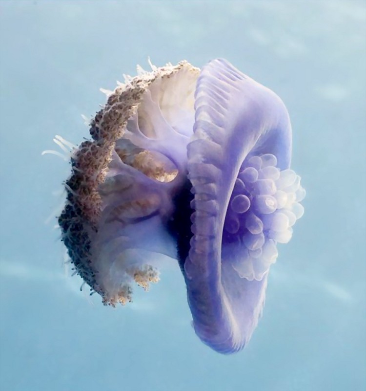 psb (22).jpg