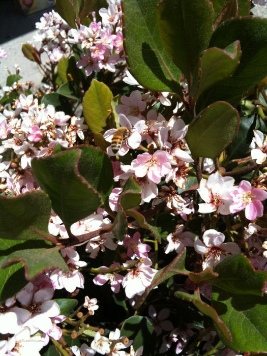 damin&#39;s iphone 3gs 360.JPG