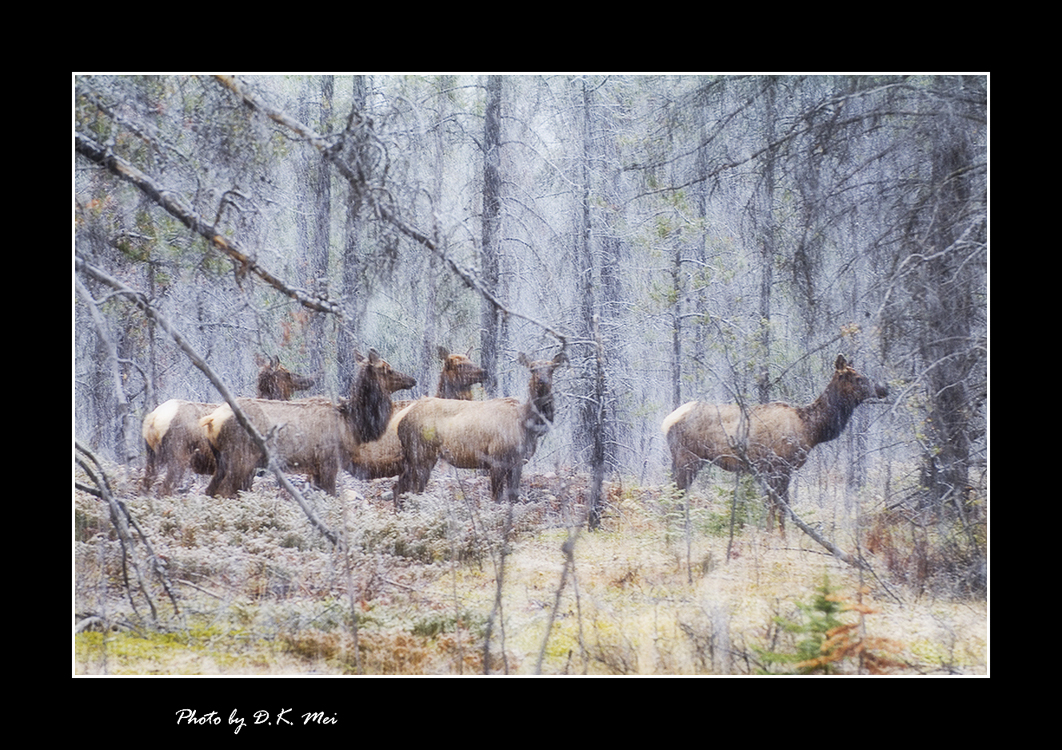 Mountain Deers.jpg