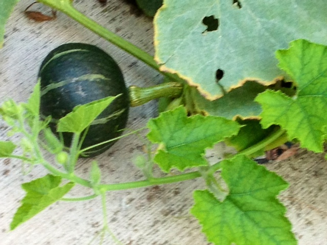 pumkin1.jpg