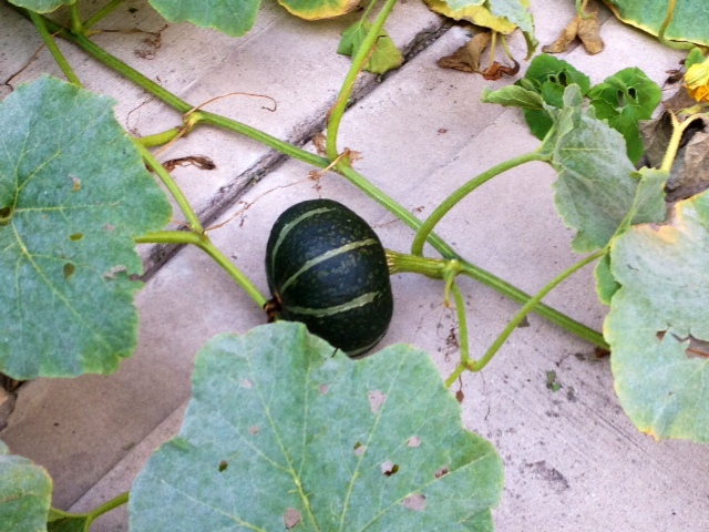 pumkin.jpg