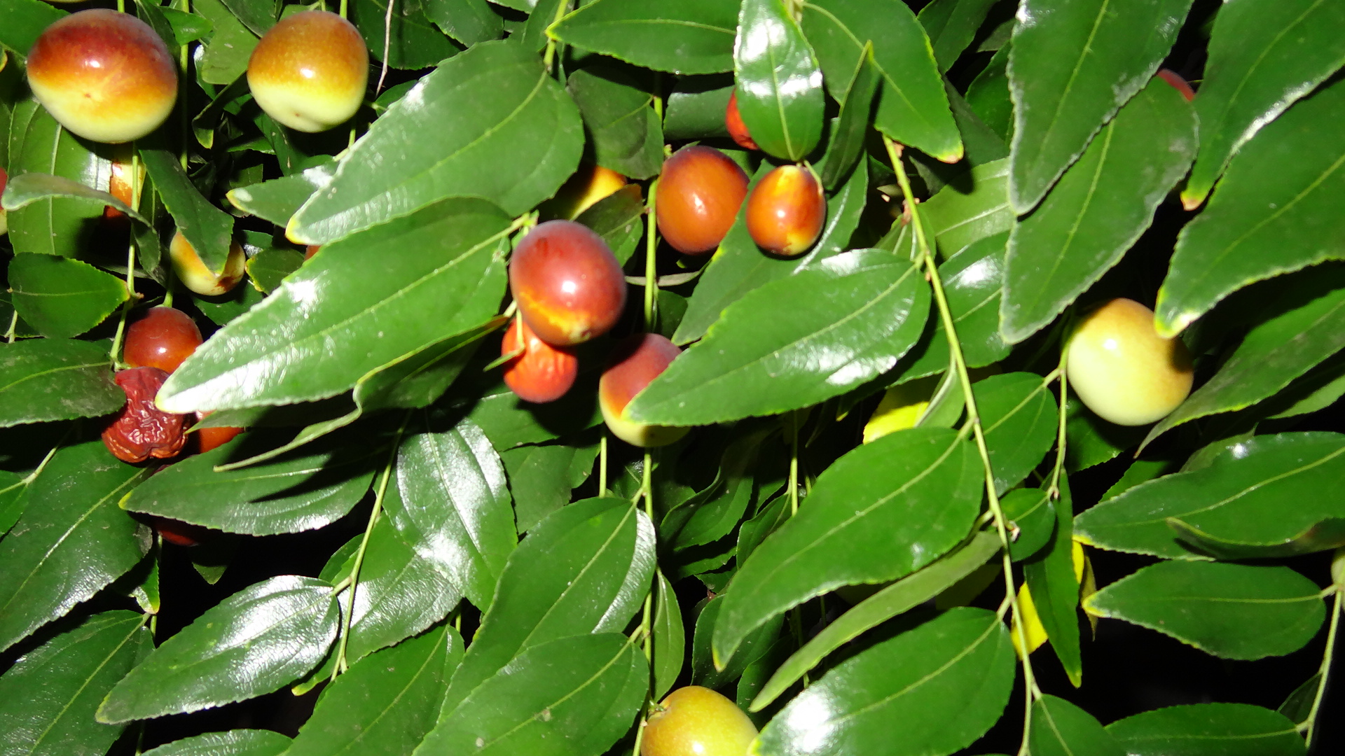 ʺ51.JPG