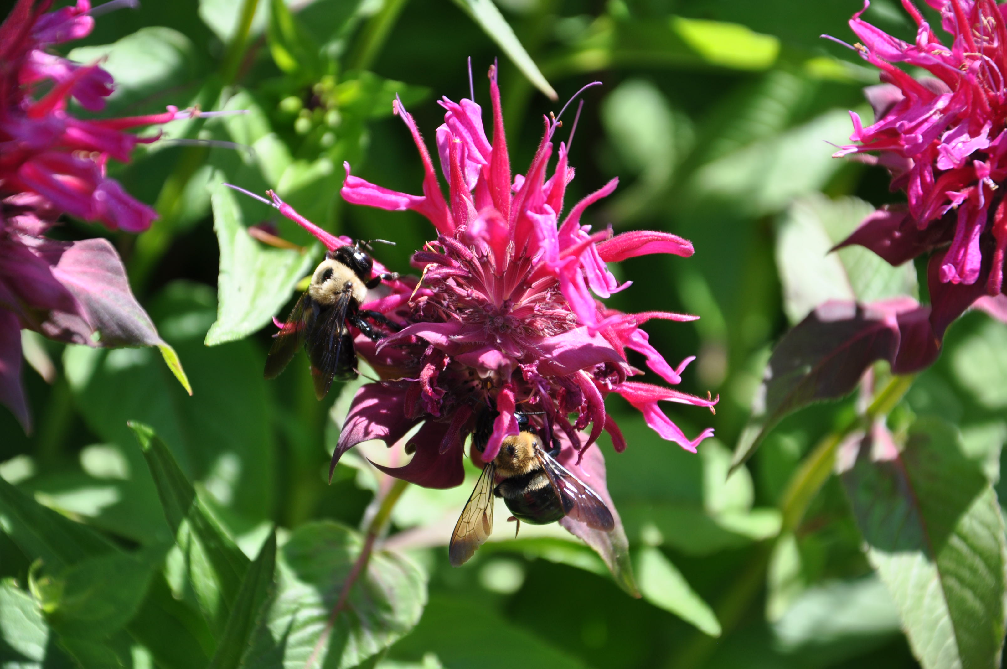SģTORONTO BOTANICAL GARDEN 057.JPG