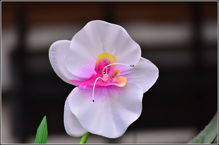 DSC_2365.jpg