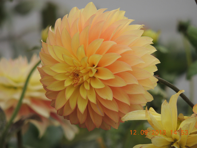 flower 869_.jpg