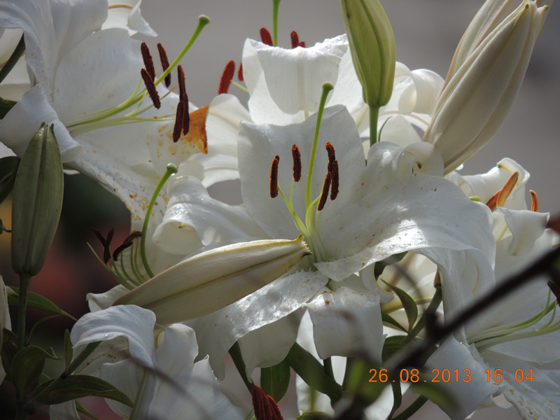 flower 780_.jpg