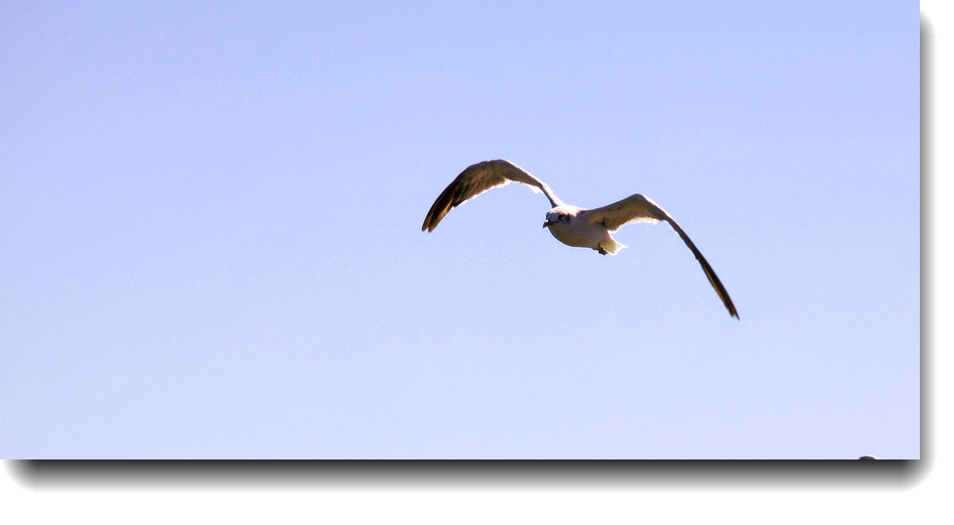 IMG_2781a.jpg