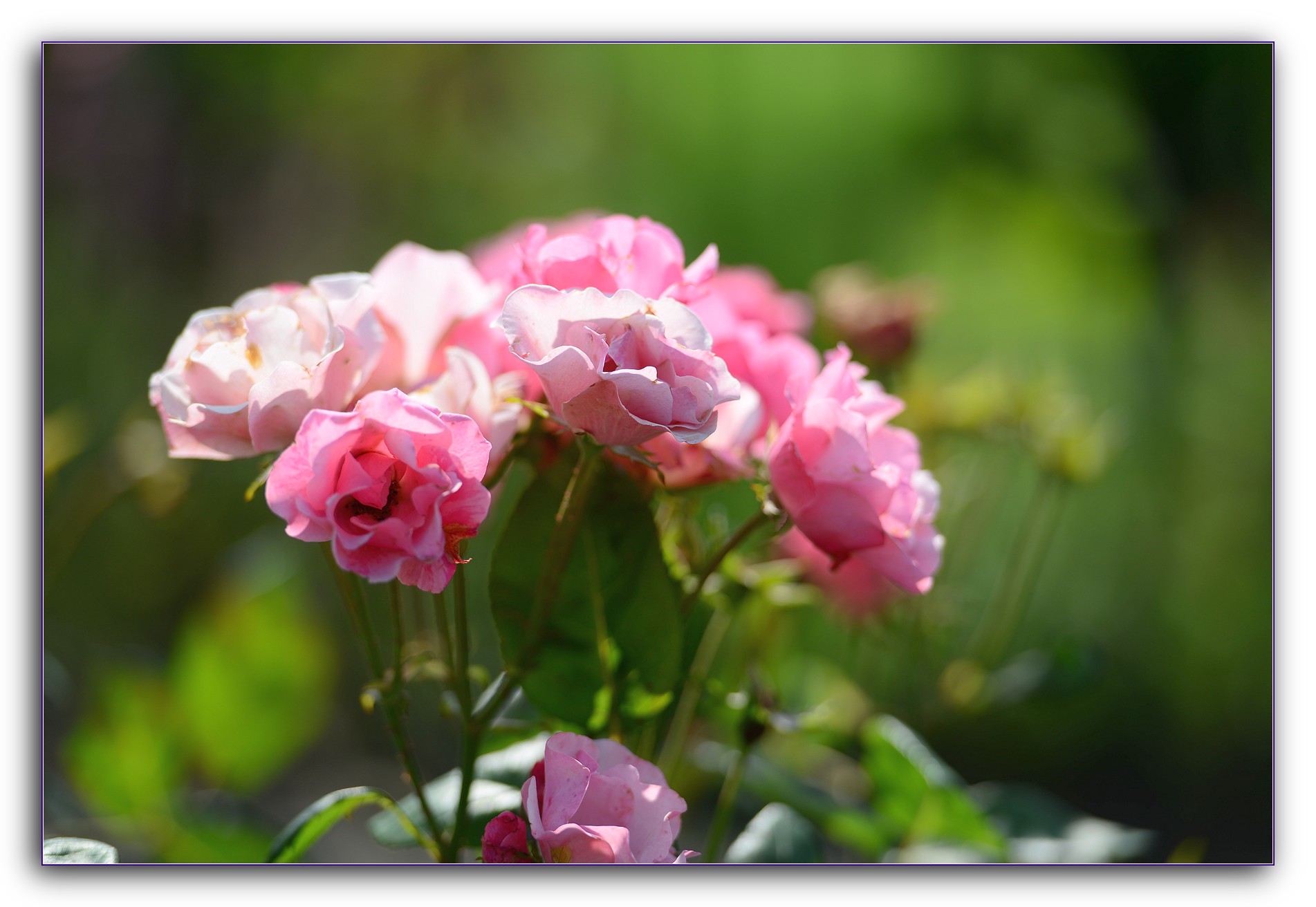 DSC_6990.jpg