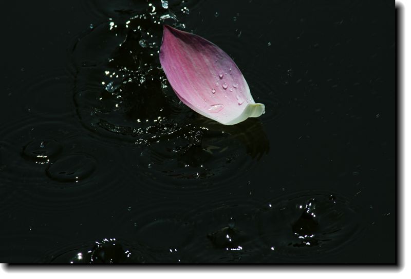 IMG_7960.JPG