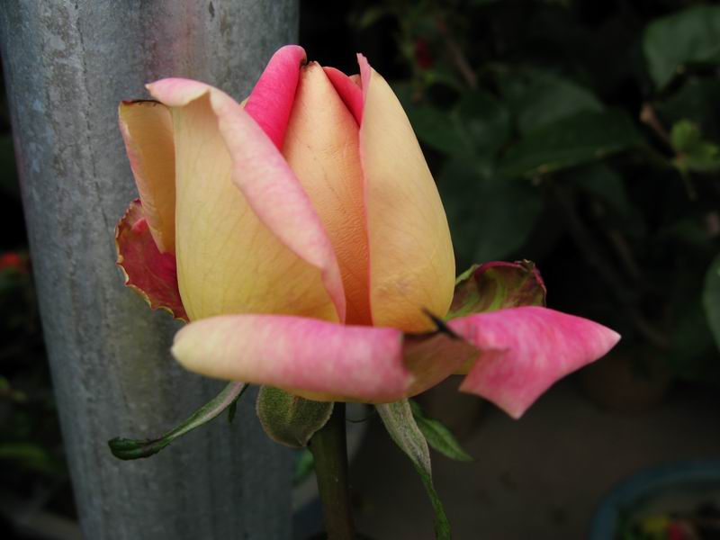 IMG_5441.JPG