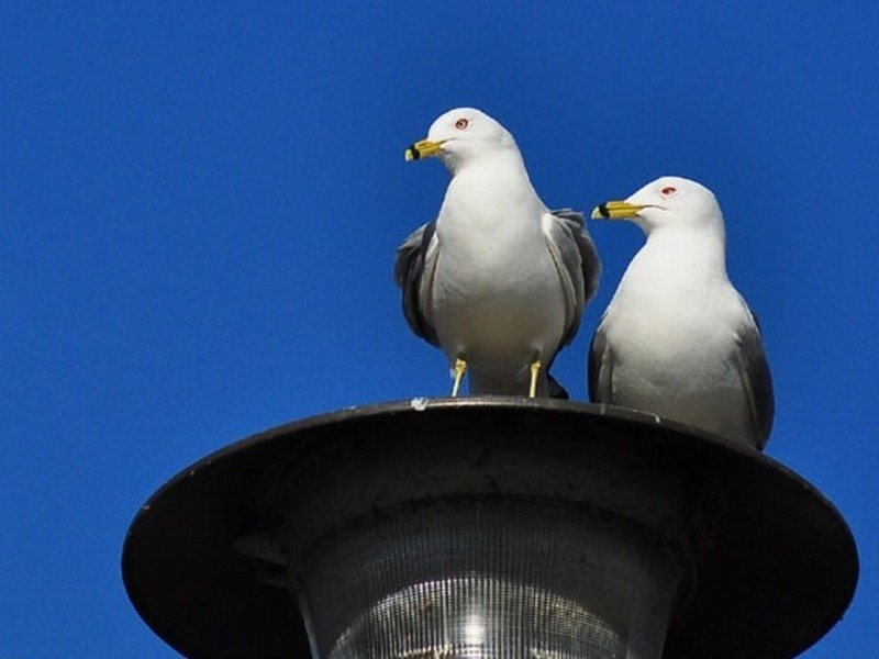 CMG_1106.jpg