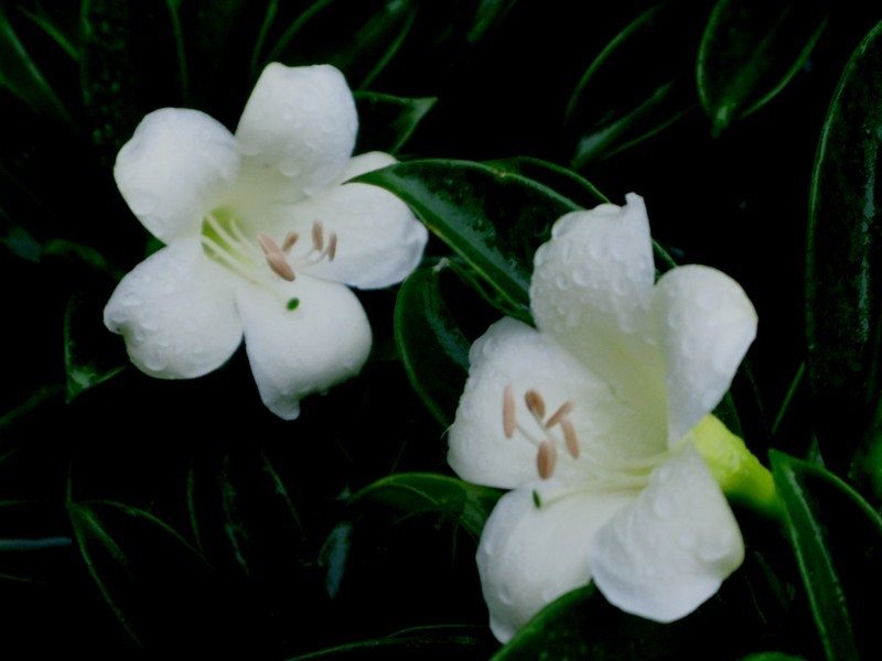 CMG_1109.jpg