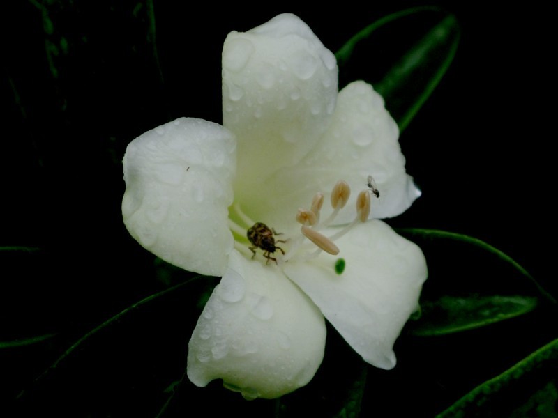 CMG_1106.jpg