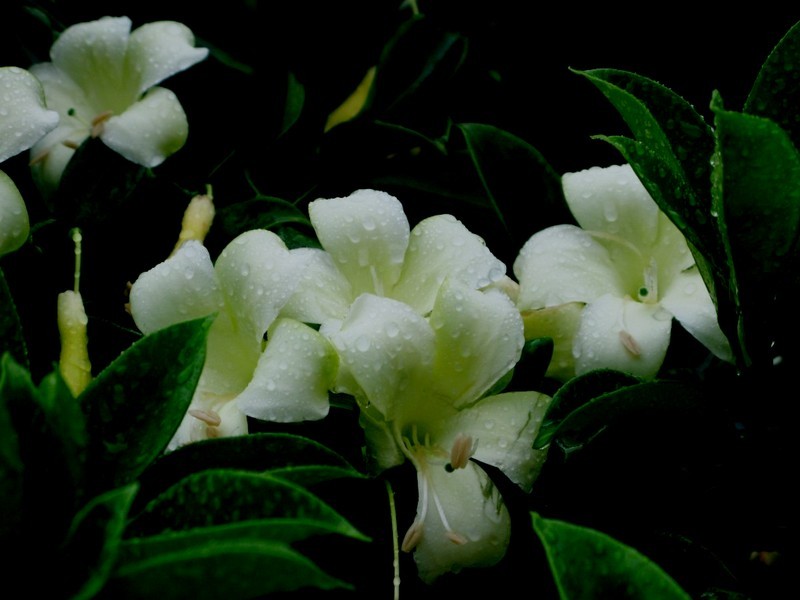 CMG_1107.jpg
