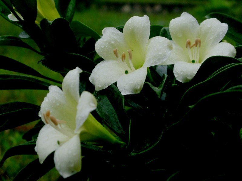 CMG_1104.jpg