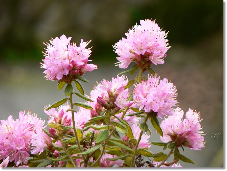 flowers 05-09-13 367.jpg