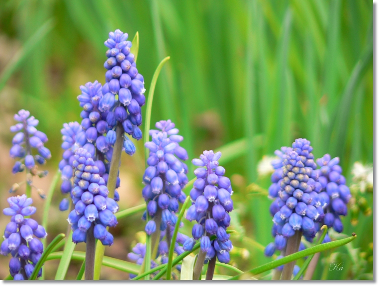 flowers 05-09-13 113.jpg