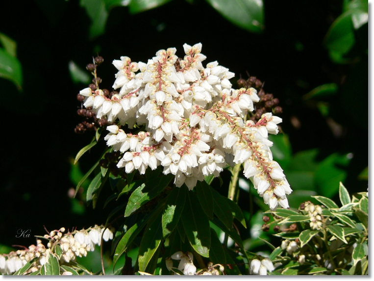 flowers 29-08-13 022.jpg